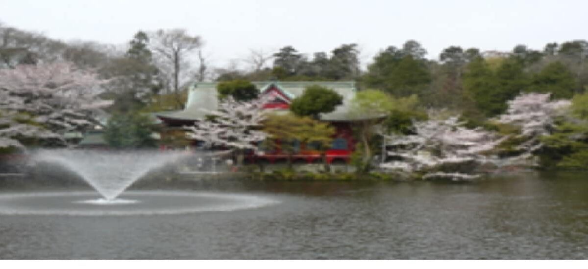 井の頭公園お花見2026の場所取りの時間は？ピクニックや飲酒の禁止事項も