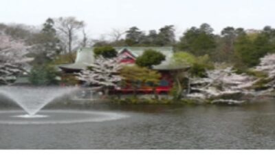 井の頭公園お花見2026の場所取りの時間は？ピクニックや飲酒の禁止事項も