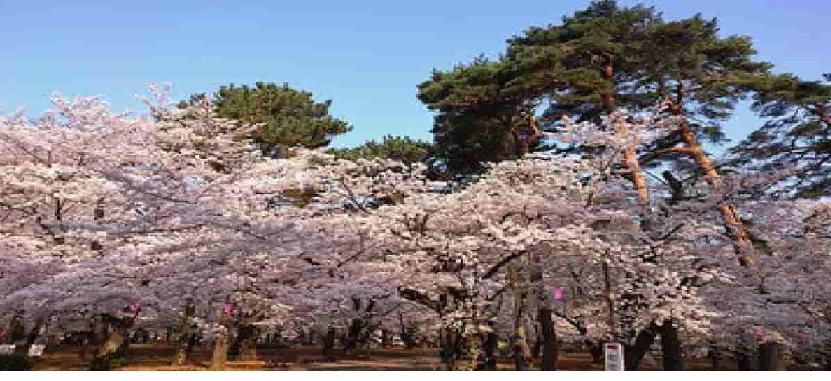 大宮公園の花見2026場所取りの時間は？駐車場と屋台はいつまでやってるか調査