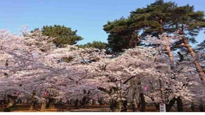 大宮公園の花見2026場所取りの時間は？駐車場と屋台はいつまでやってるか調査