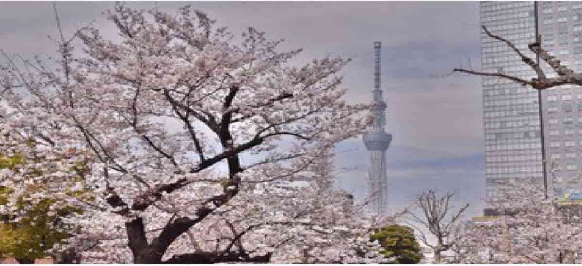 錦糸公園の花見2026の場所取り時間は？宴会・屋台ルールと禁止事項も