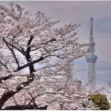 錦糸公園の花見2026の場所取り時間は？宴会・屋台ルールと禁止事項も