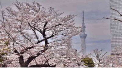 錦糸公園の花見2026の場所取り時間は？宴会・屋台ルールと禁止事項も