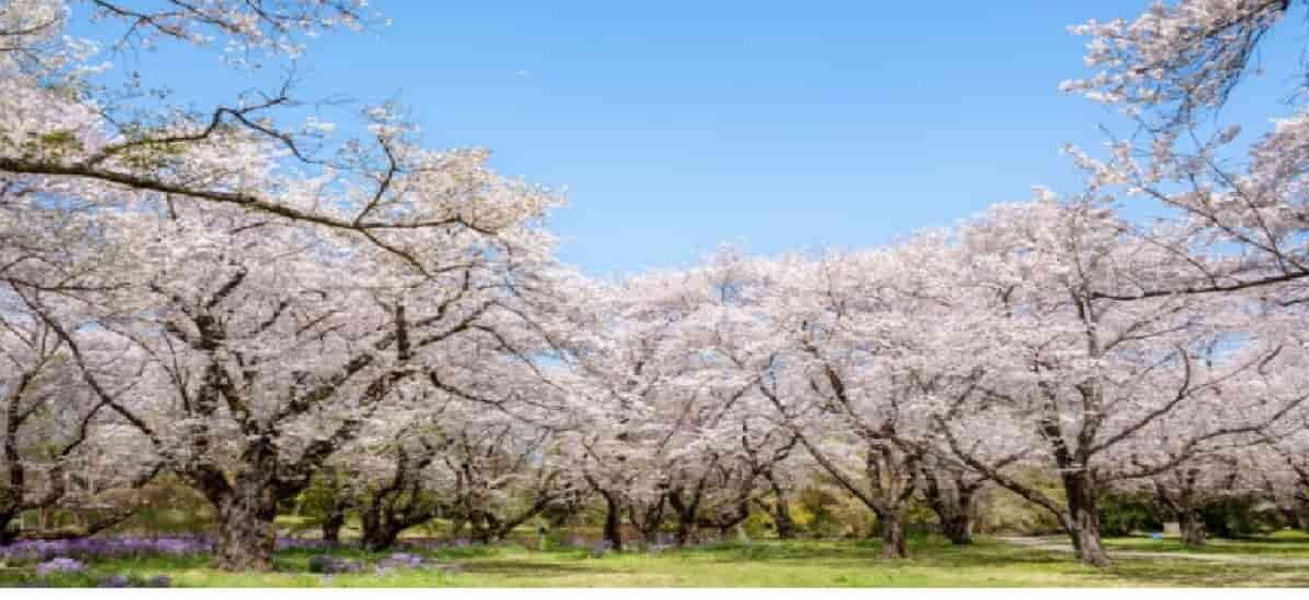 昭和記念公園の花見2026の場所取りの時間は？お酒・飲食規制事項も