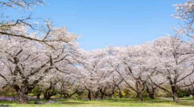 昭和記念公園の花見2026の場所取りの時間は？お酒・飲食規制事項も