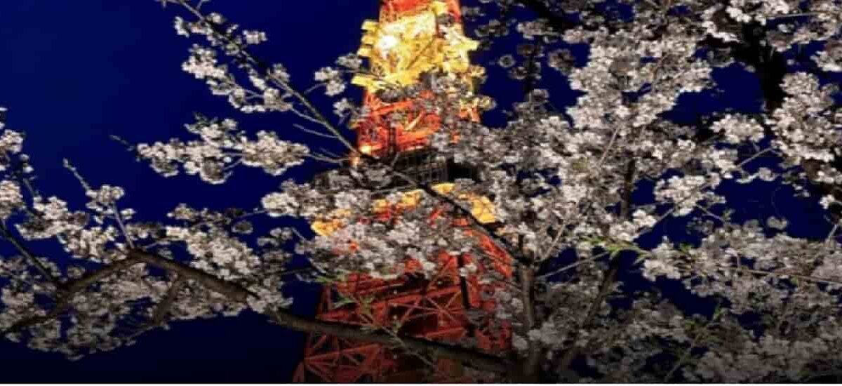 芝公園お花見2026の場所取りの時間は？禁止事項と宴会・屋台情報も