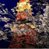 芝公園お花見2026の場所取りの時間は？禁止事項と宴会・屋台情報も