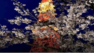 芝公園お花見2026の場所取りの時間は？禁止事項と宴会・屋台情報も