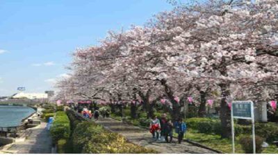 隅田公園花見2026の場所取りの時間は？レジャーシート・飲酒禁止事項も！