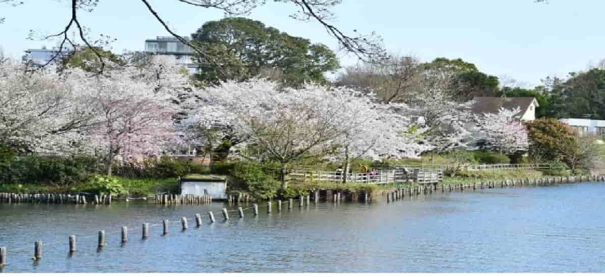 洗足池公園お花見2026の場所取りの時間は？屋台・混雑・駐車場を解説！