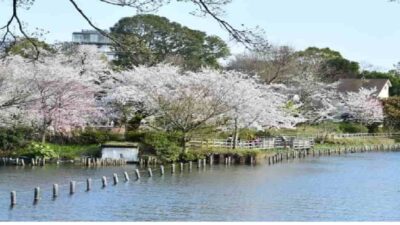 洗足池公園お花見2026の場所取りの時間は？屋台・混雑・駐車場を解説！