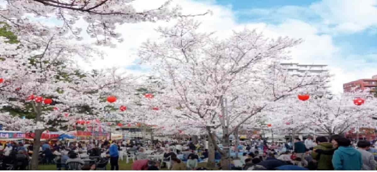 西公園お花見2026の場所取りは何時まで？駐車場・行き方・ルールも