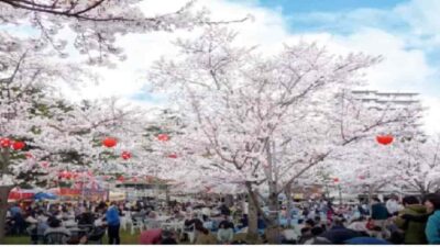 西公園お花見2026の場所取りは何時まで？駐車場・行き方・ルールも