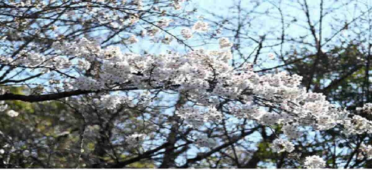 野毛山公園お花見2026場所取りの時間は？駐車場や宴会のルールも！