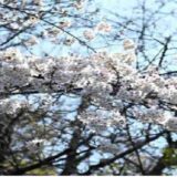 野毛山公園お花見2026場所取りの時間は？駐車場や宴会のルールも！