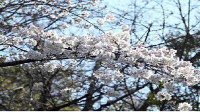 野毛山公園お花見2026場所取りの時間は？駐車場や宴会のルールも！