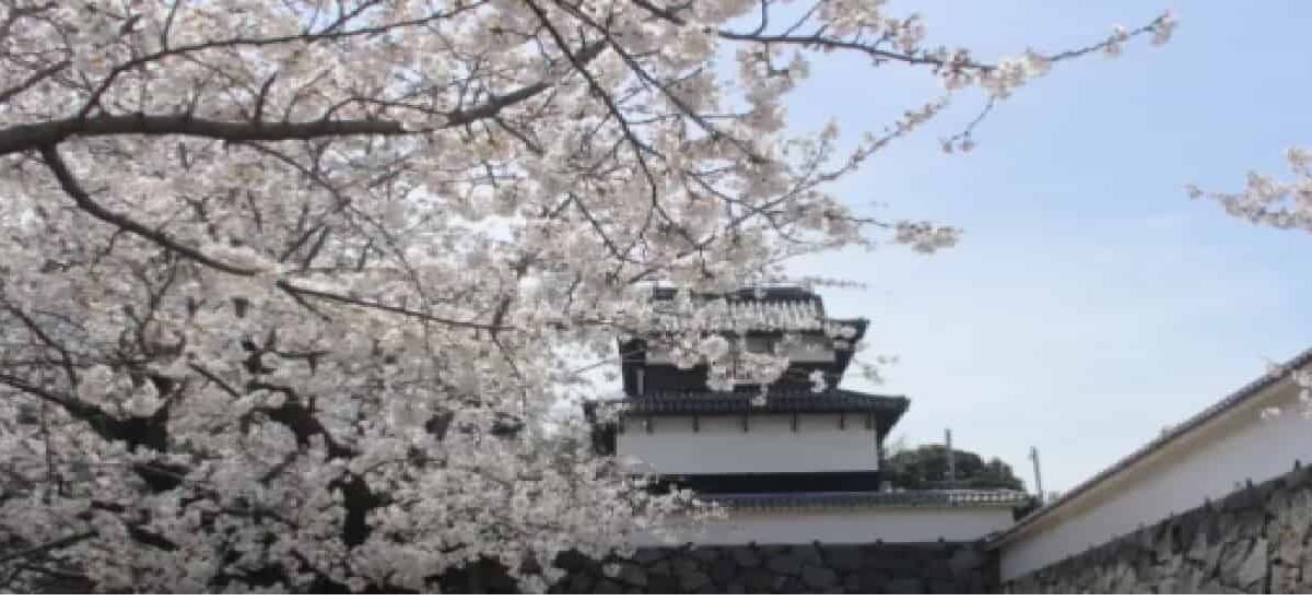 舞鶴公園お花見2026場所取りの時間は？予約・屋台(出店)・駐車場も