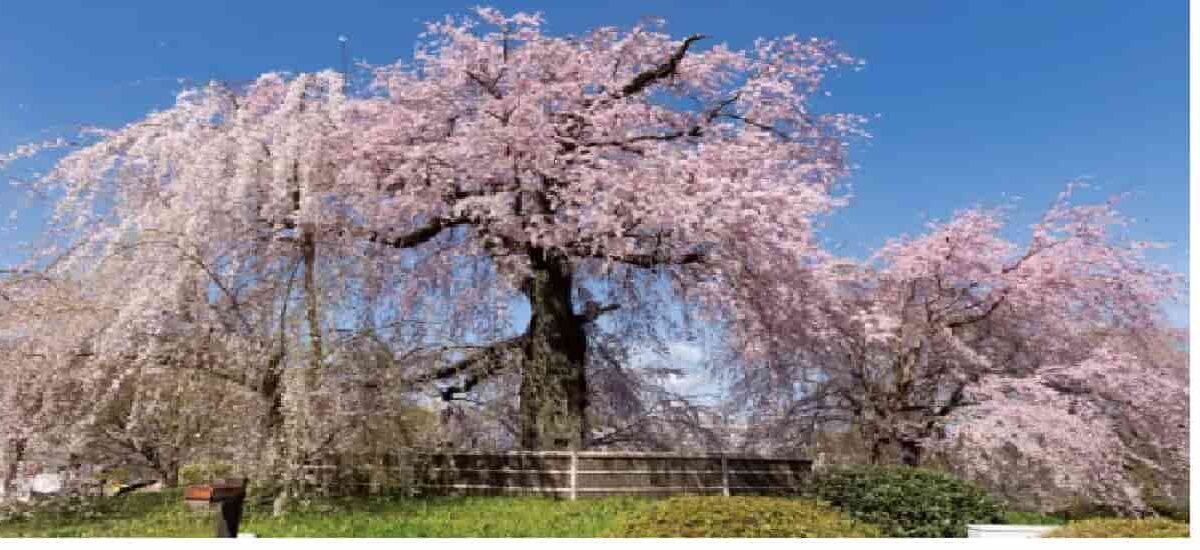 円山公園お花見2026場所取りの時間は？花見茶屋予約や酒席の禁止事項も