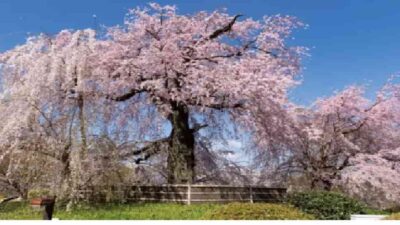 円山公園お花見2026場所取りの時間は？花見茶屋予約や酒席の禁止事項も