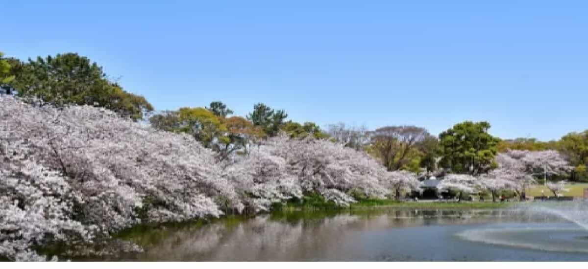 名城公園お花見2026の場所取りルールは？駐車場・屋台・宴会禁止事項も