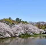 名城公園お花見2026の場所取りルールは？駐車場・屋台・宴会禁止事項も