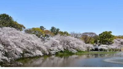 名城公園お花見2026の場所取りルールは？駐車場・屋台・宴会禁止事項も