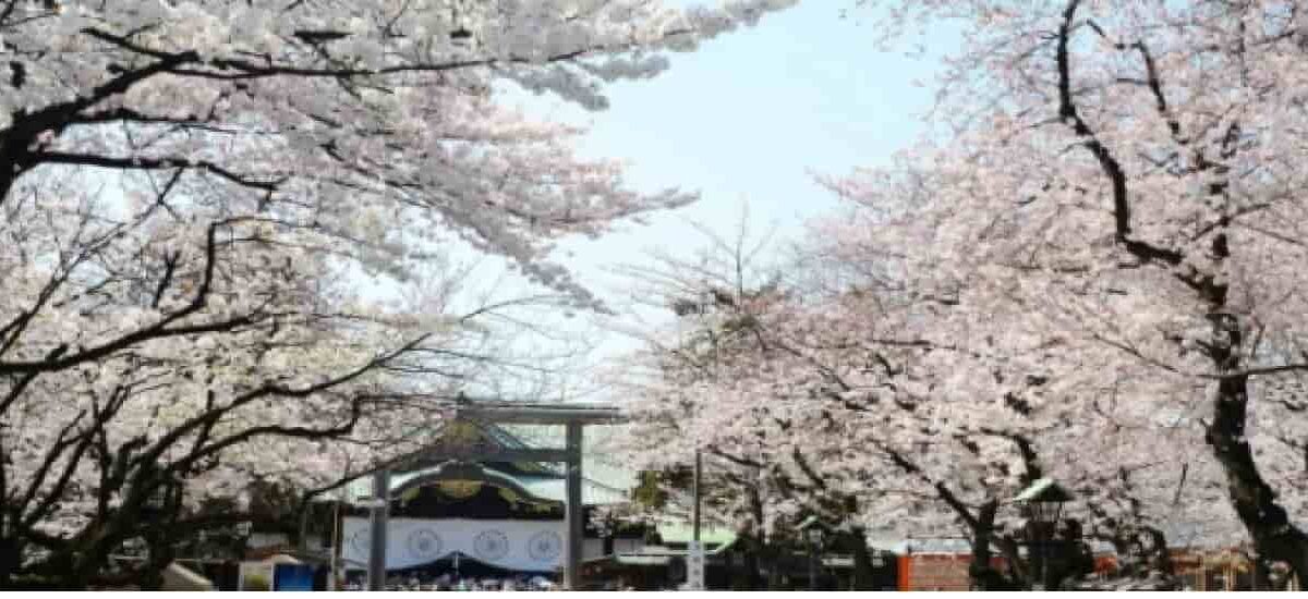 靖国神社お花見2026場所取りの時間は？屋台(出店)と宴会予約も