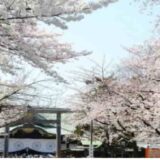 靖国神社お花見2026場所取りの時間は？屋台(出店)と宴会予約も