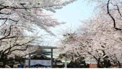 靖国神社お花見2026場所取りの時間は？屋台(出店)と宴会予約も