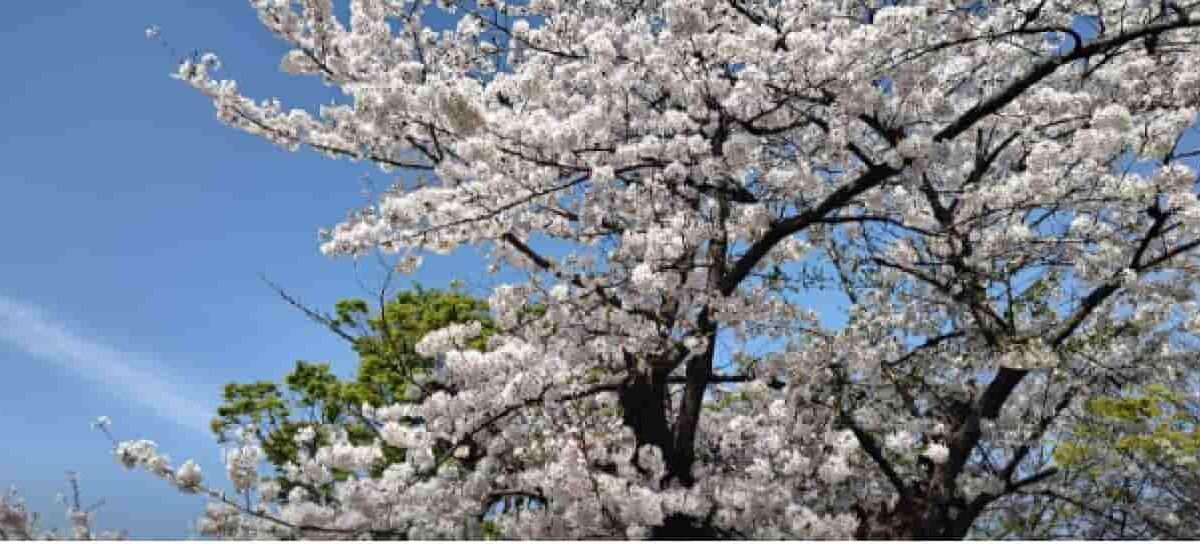 代々木公園お花見2026の場所取りは何時から？レジャーシートと飲酒ルールも