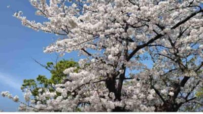 代々木公園お花見2026の場所取りは何時から？レジャーシートと飲酒ルールも