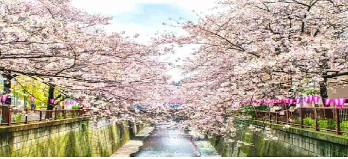 目黒川お花見2026の場所取りルールは？ライトアップおすすめスポットも