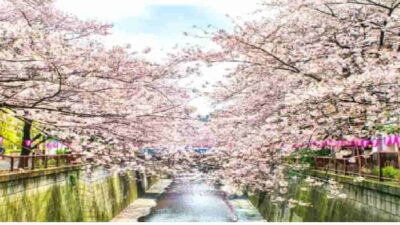 目黒川お花見2026の場所取りルールは？ライトアップおすすめスポットも