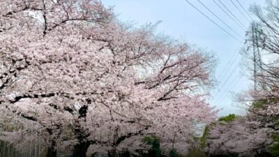 駒沢公園お花見2026の場所取りは禁止？ライトアップスポットと屋台を調査