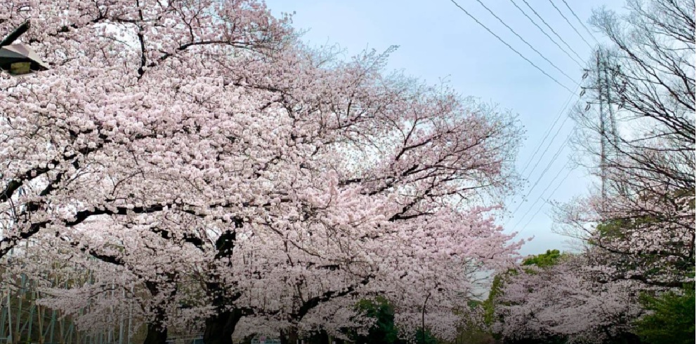 駒沢公園お花見2026の場所取りは禁止？ライトアップスポットと屋台を調査