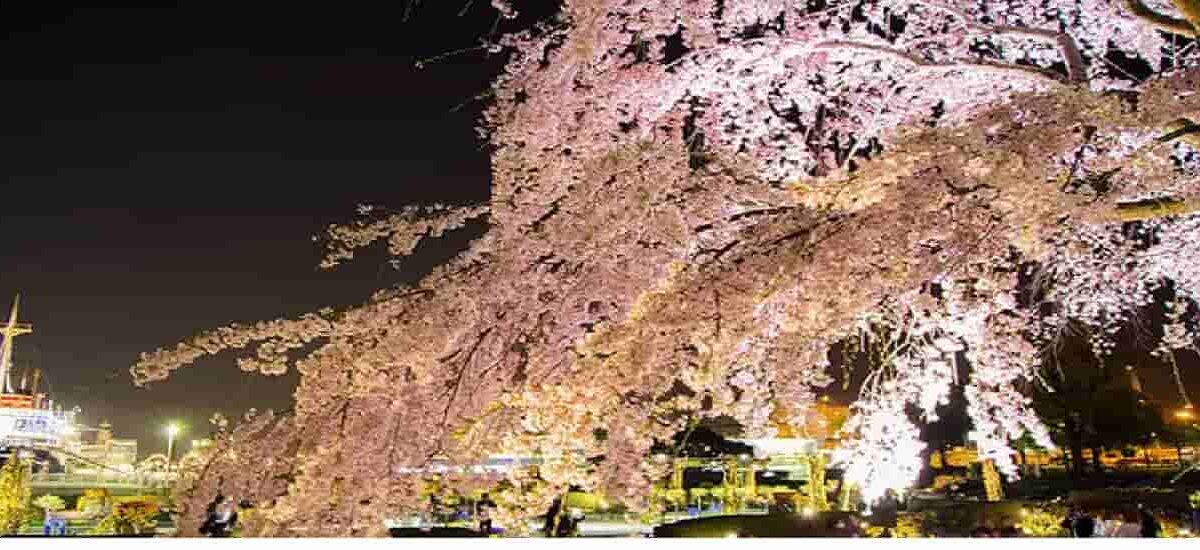 山下公園お花見2026の場所取りは禁止？ライトアップおすすめスポットも