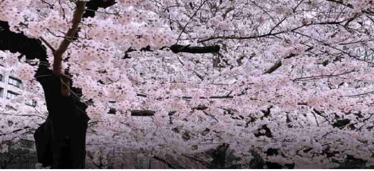 日比谷公園お花見2026の場所取りは禁止？宴会シートや飲酒ルールも