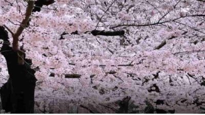 日比谷公園お花見2026の場所取りは禁止？宴会シートや飲酒ルールも