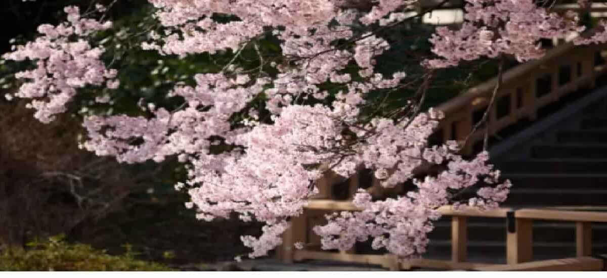 新宿御苑お花見2026の場所取り予約は？持ち込み飲食(酒)と混雑状況も