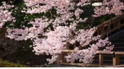 新宿御苑お花見2026の場所取り予約は？持ち込み飲食(酒)と混雑状況も