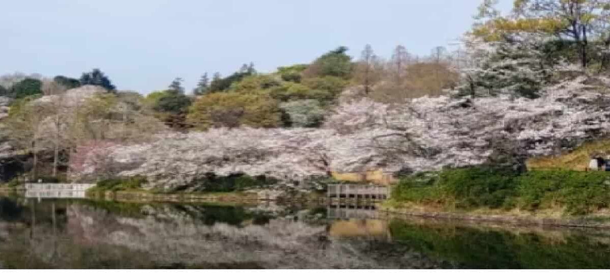 三ツ池公園お花見2026の場所取りルールは？アクセス・駐車場・屋台情報も