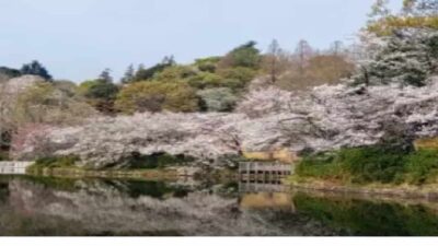 三ツ池公園お花見2026の場所取りルールは？アクセス・駐車場・屋台情報も