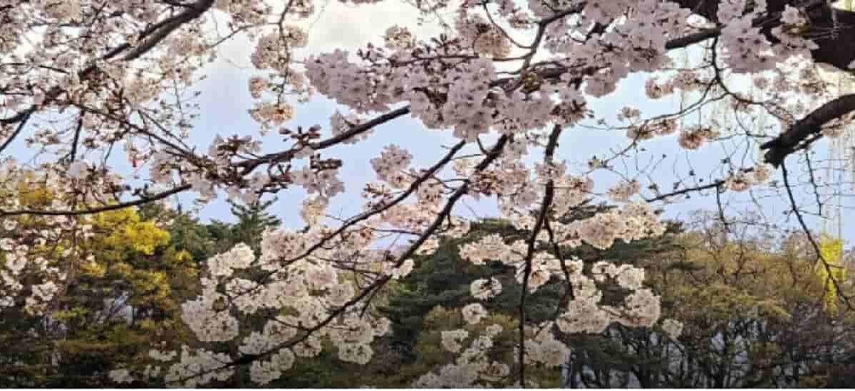 石神井公園お花見2026の場所取りの時間は？屋台や宴会スポットも