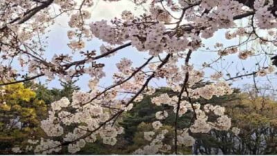 石神井公園お花見2026の場所取りの時間は？屋台や宴会スポットも