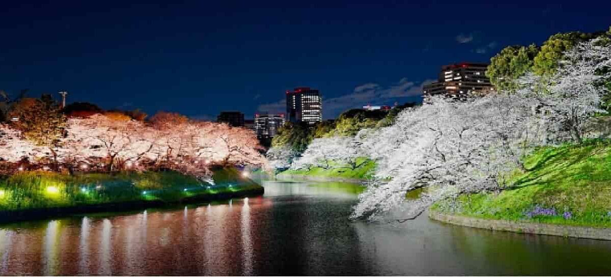 千鳥ヶ淵公園お花見2026のアクセス(最寄駅)は？ライトアップとおすすめルートも