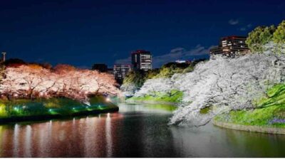千鳥ヶ淵公園お花見2026のアクセス(最寄駅)は？ライトアップとおすすめルートも