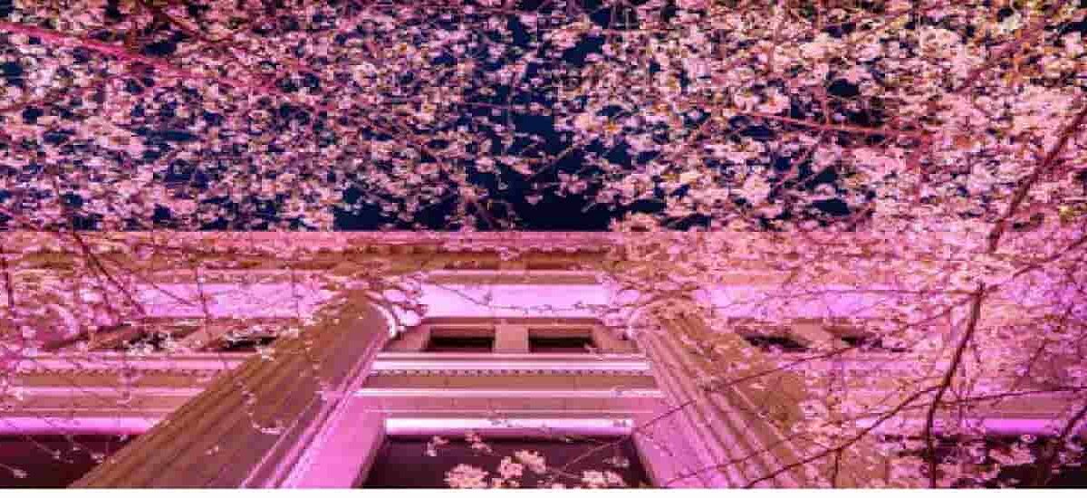 江戸桜通りお花見2026の場所はどこ？アクセスとライトアップ時間も