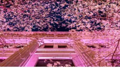 江戸桜通りお花見2026の場所はどこ？アクセスとライトアップ時間も