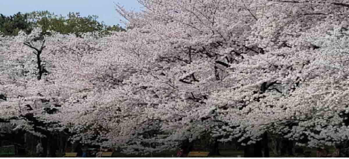 小金井公園お花見2026場所取り禁止事項は？屋台と駐車場の混雑も