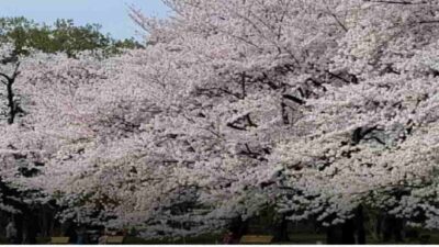 小金井公園お花見2026場所取り禁止事項は？屋台と駐車場の混雑も